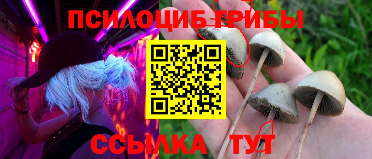 Галлюциногенные грибы Psilocybe Армавир